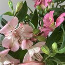 Alstroemeria 