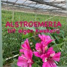 Alstroemeria 