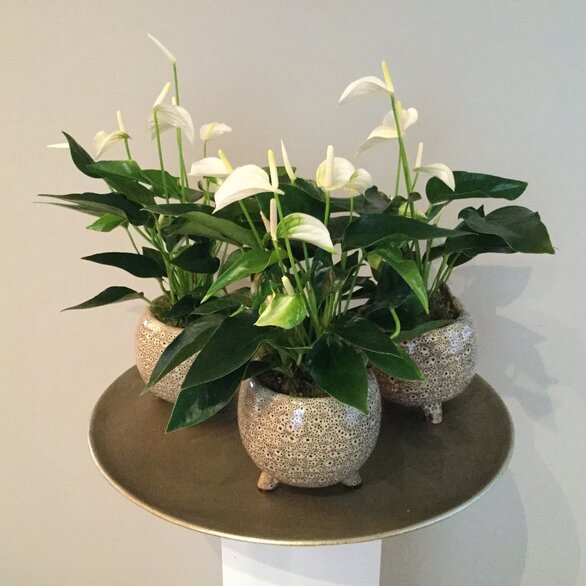Plantje in potje 